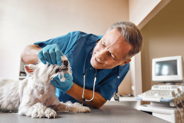 Professional Emergency Dentist in CO